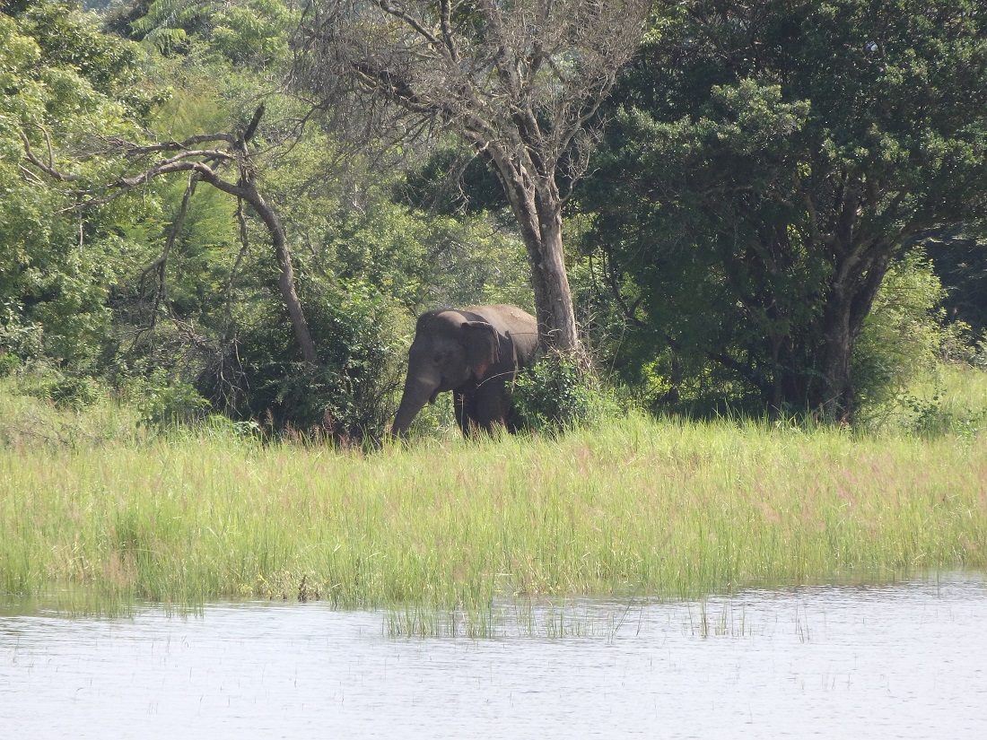 Sri Lanka 2015-2016 : Negombo => Polonnaruwa