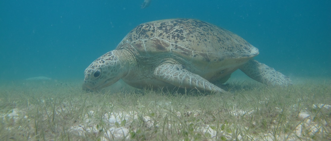 Malaisie 2014 : Taman Negara => Perhentian Islands