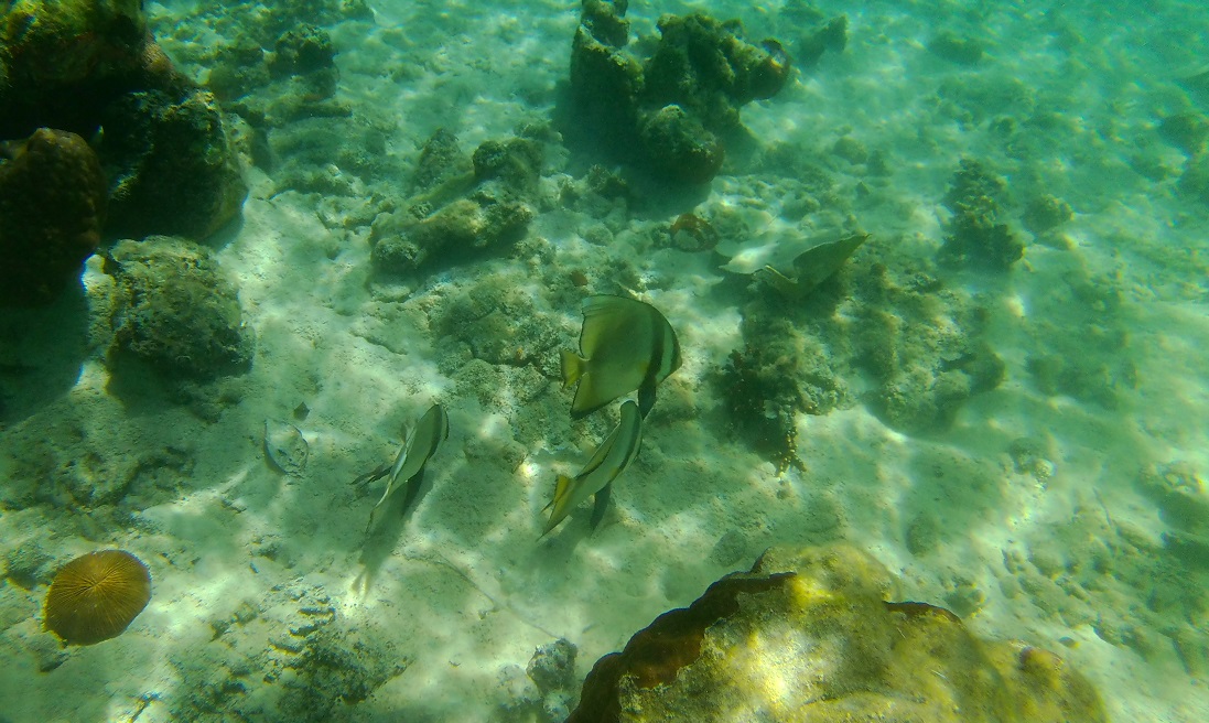 269 – Coron 269 - Coron