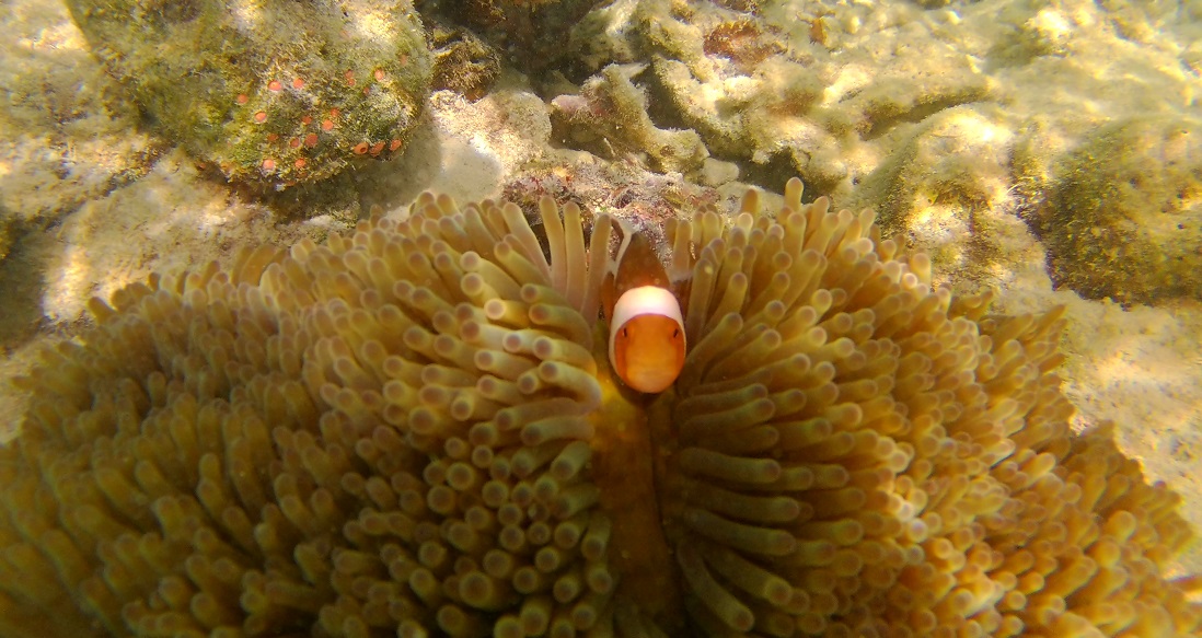 287 – Coron 287 - Coron
